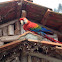 Arara vermelha grande - Red and green macaw