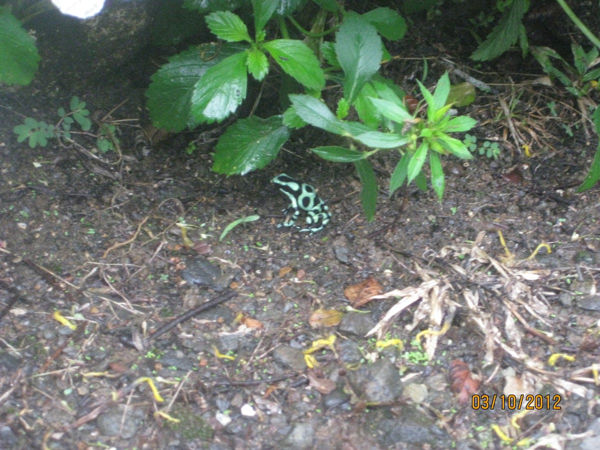Green and Black Poisen Dart Frog