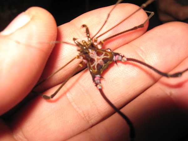 Opilião | Project Noah