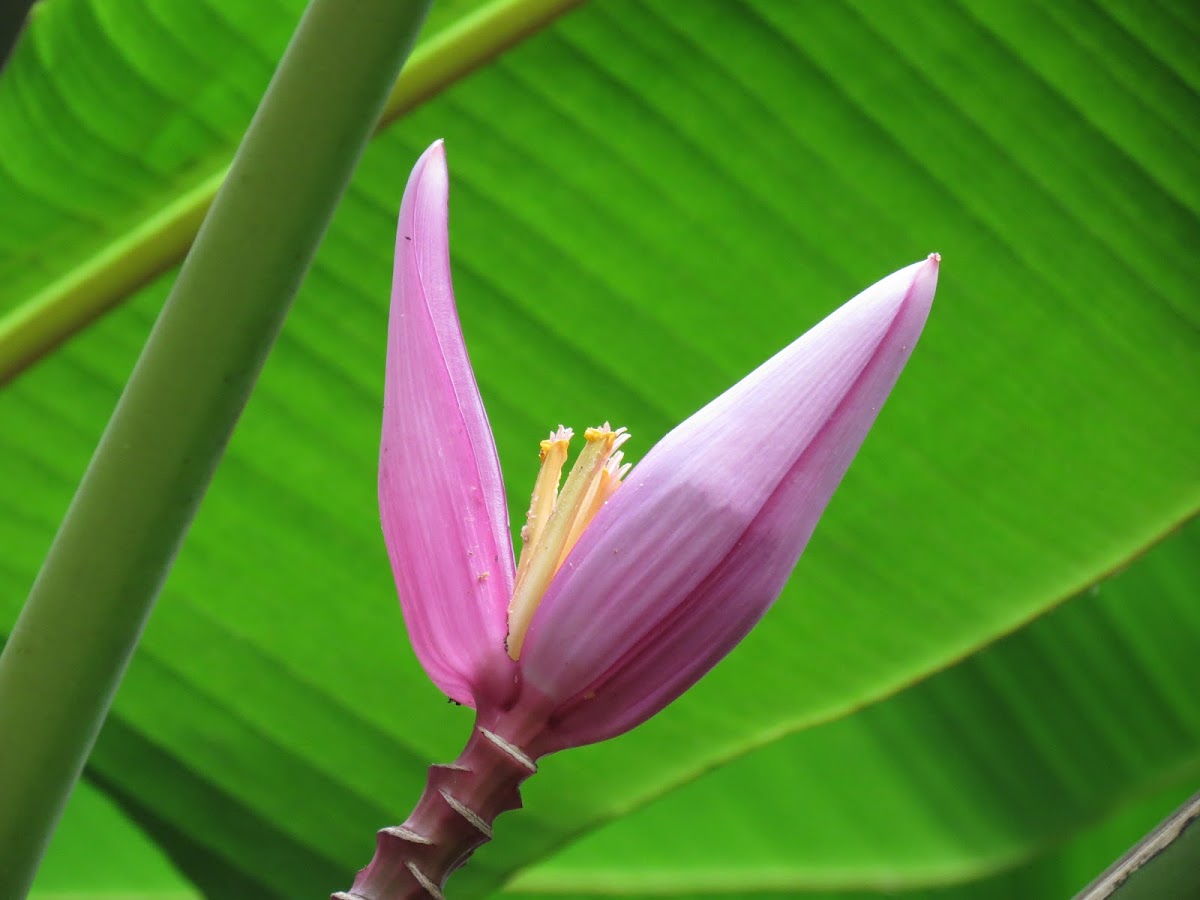 Pink banana flower