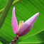 Pink banana flower