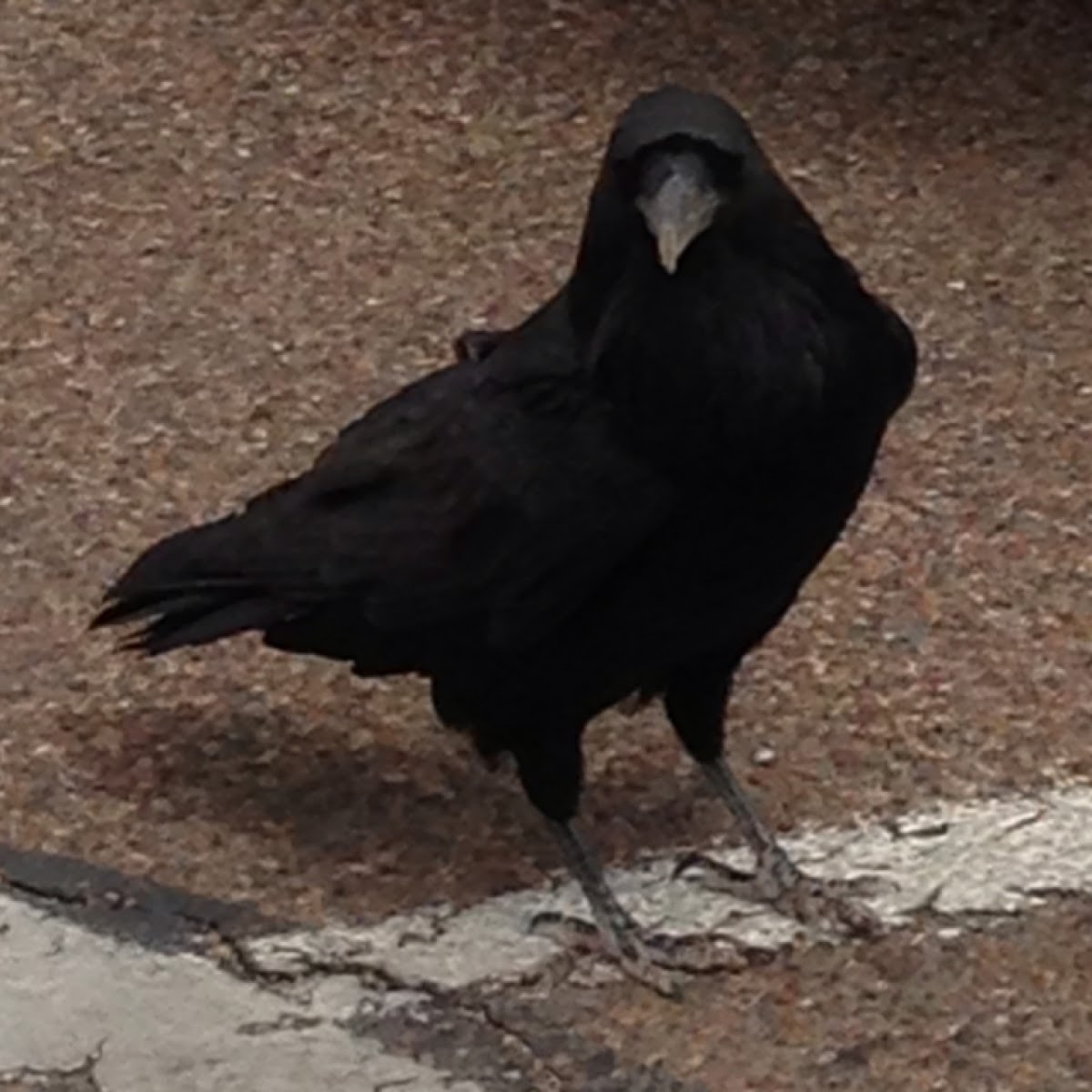 Common Raven, Northern Raven