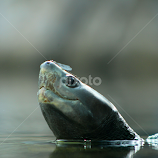 hitching a ride by Betsy Sharp -  