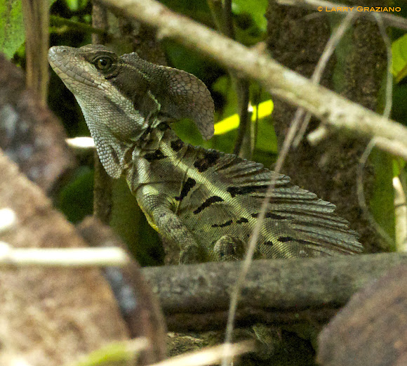 Brown Basilisk Lizard Project Noah