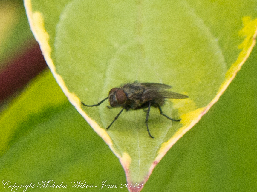 Common House-fly