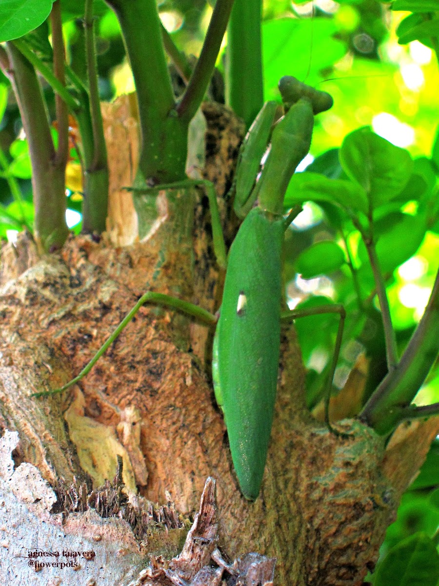 Giant Philippine Mantis