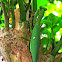 Giant Philippine Mantis