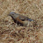 Western Bluebird      female