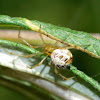 Tangle-Web Spider