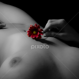 Flowered by Tim Justtim -  