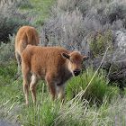 American Bison