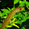 Common Rat snake