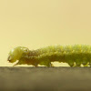 Green Oak Caterpillar