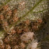 lace bug nymphs
