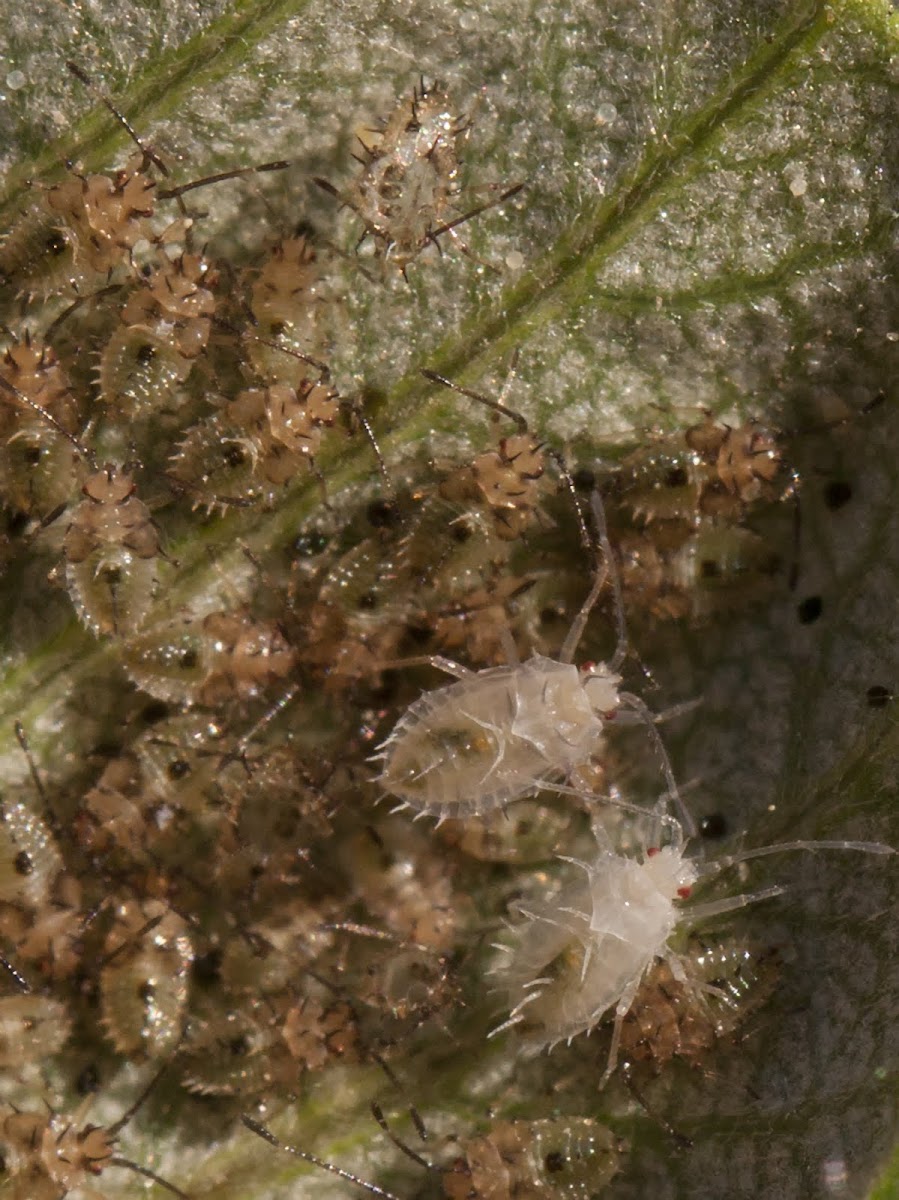 lace bug nymphs