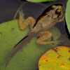 Bullfrog