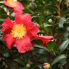 Christmas Camellia