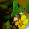 Tiny Ladybug Beetle