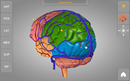 Brain 3D Anatomy Lite poster 12