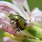 Green leaf beetle