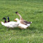 Mallard Ducks, Domestic Ducks & Geese