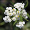 Western pearly everlasting