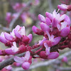 Western Redbud Blossoms