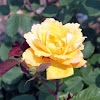 Grandiflora Rose 'Strike It Rich'