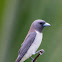 White-breasted woodswallow