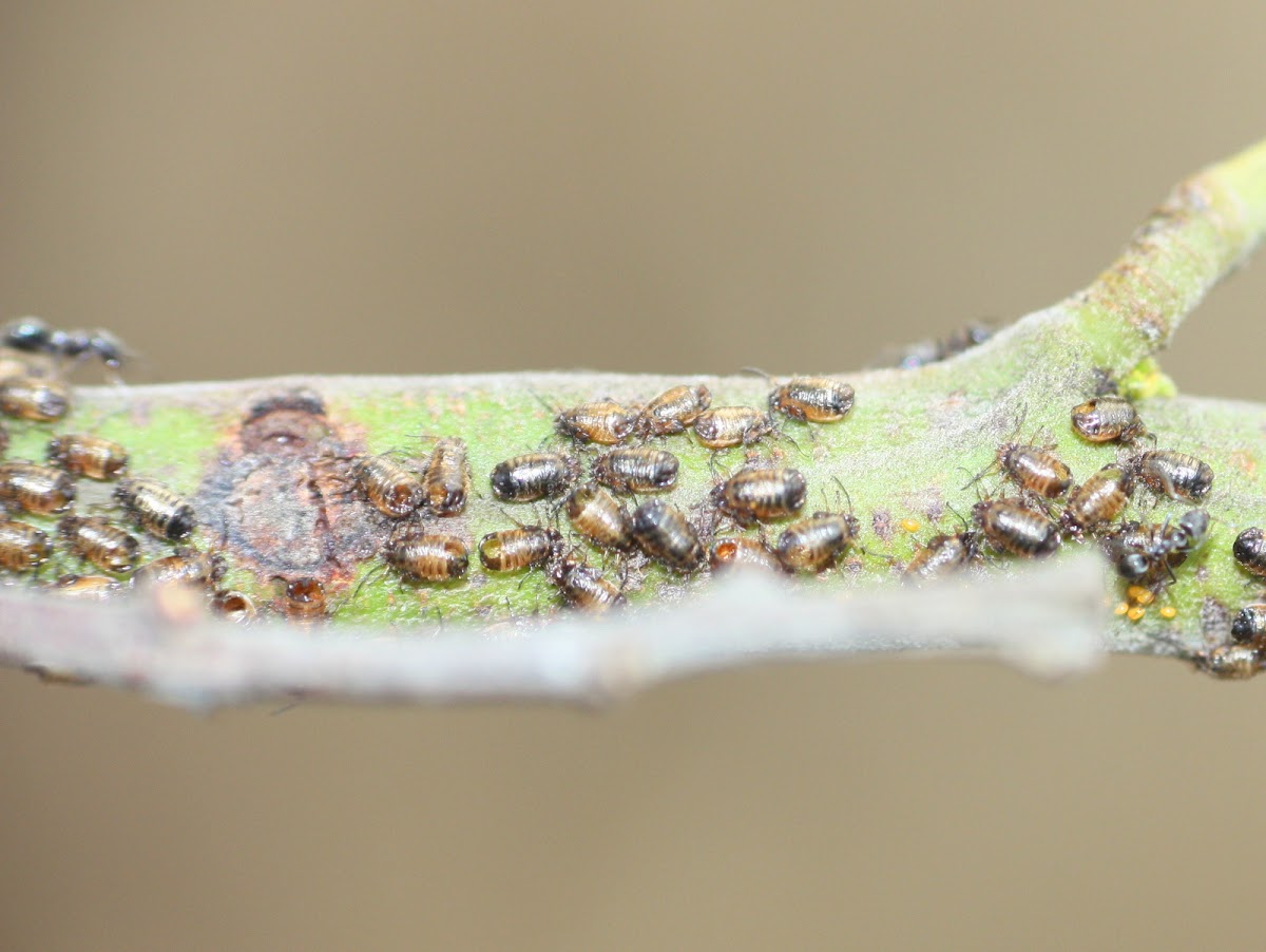 Wattle plant lice
