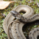 Florida Brown Snake