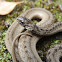 Florida Brown Snake
