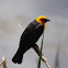 Yellow Crown Blackbird