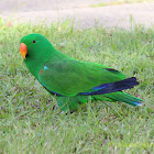 Eclectus Parrot (Male)