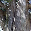Old Eastern Cedar Tree