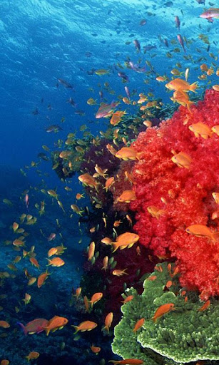 海上世界生活壁紙高清