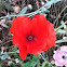 Common poppy