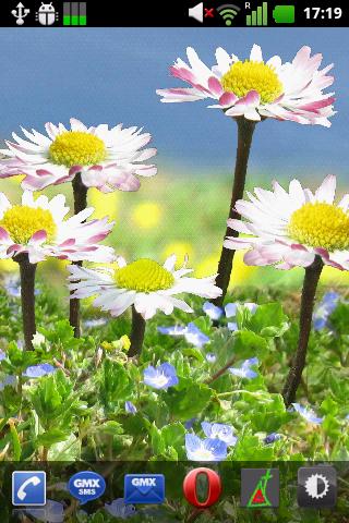 Android application Daisy Flowers Live Wallpaper screenshort