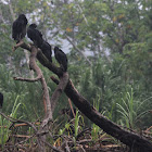 Black vulture