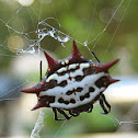 Crab-like Spiny Orb Weaver