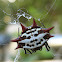 Crab-like Spiny Orb Weaver