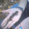 Spotted Salamander; Ambystoma maculatum