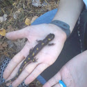 Spotted Salamander; Ambystoma maculatum