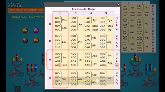 DNA to Protein Synthesis Screenshots 2