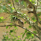 Streaked Flycatcher