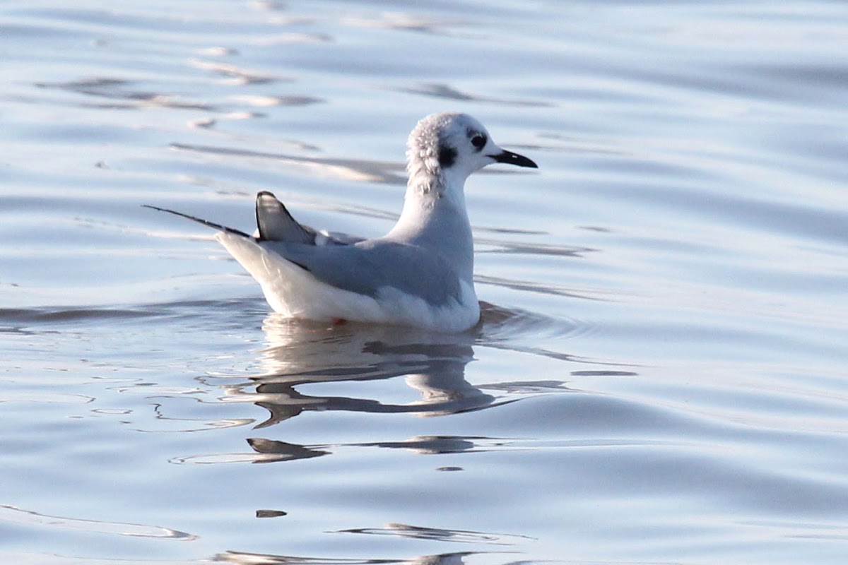 Boneparte's Gull