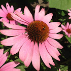 Purple Coneflower