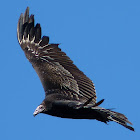 Turkey Vulture (Juvenile)