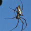 Red-legged golden orb web spider