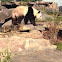 Giant panda